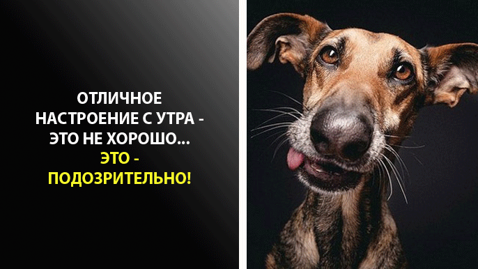 9 смешных и правдивых картинок про утро