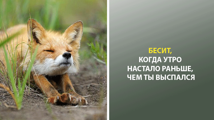 9 смешных и правдивых картинок про утро
