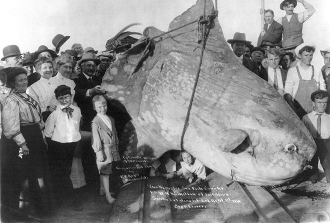 Чудовище с морских глубин таки попались в сети!