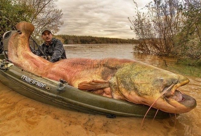 Речные монстры все чаще нападают на домашнюю птицу, скот и даже людей