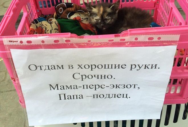 Объявления, которые подарят вам хорошее настроение!