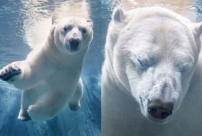  Фотограф снимал их по миру 2 года