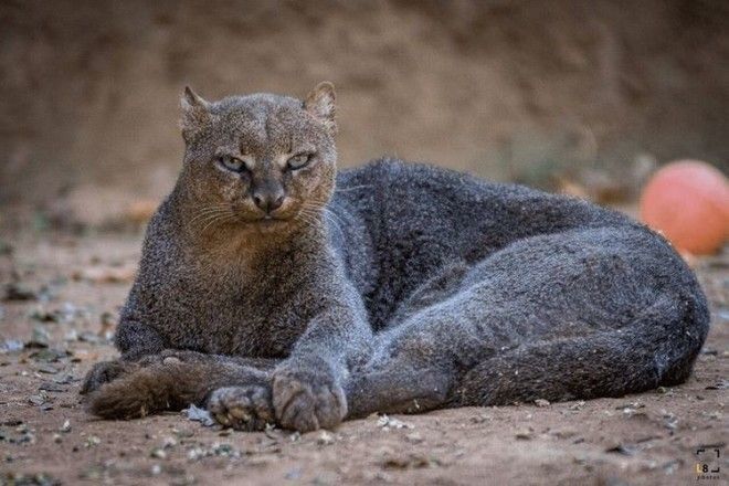 В их реальность сложно поверить!