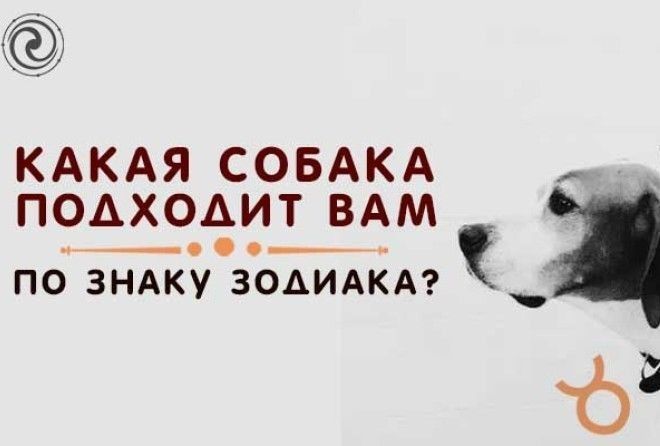 Чрезвычайно важно, чтобы животное соответствовало вам по персональным качествам.