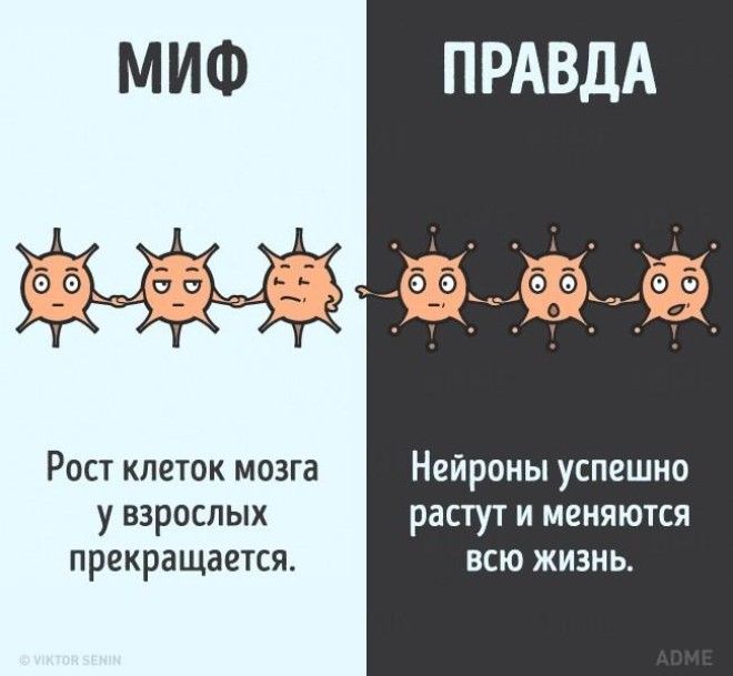 Много ли мы знаем о наших телах и все ли это правда?