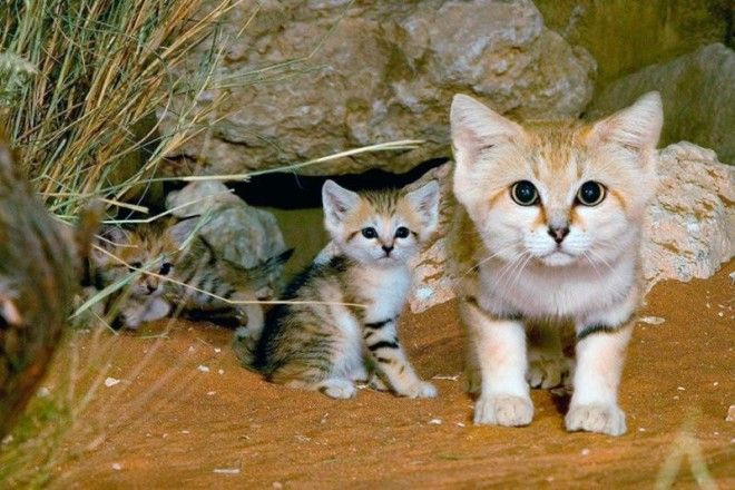 Все они разные, но имеют и общие черты