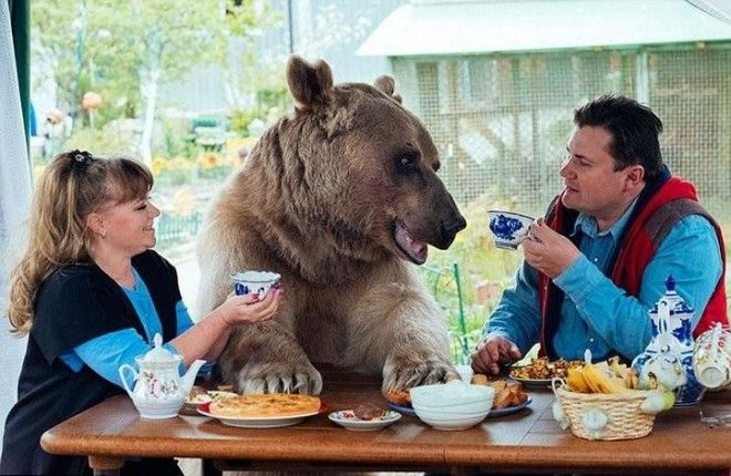 Такой вот семьянин Винни Пух :-)