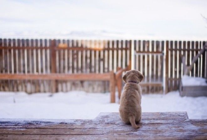 19 фотографий выросших щенков, которые заставят вас буквально прослезиться от умиления