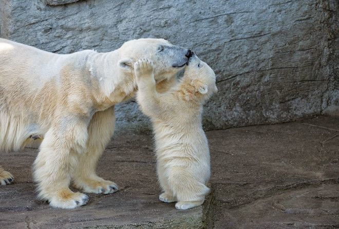Посмотрите на этих чудесных малышей и заботливых медведиц! :-)