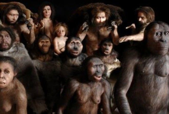 Гоминизация (или очеловечивание) привела к появлению семейства Гоминид и рода Homo.