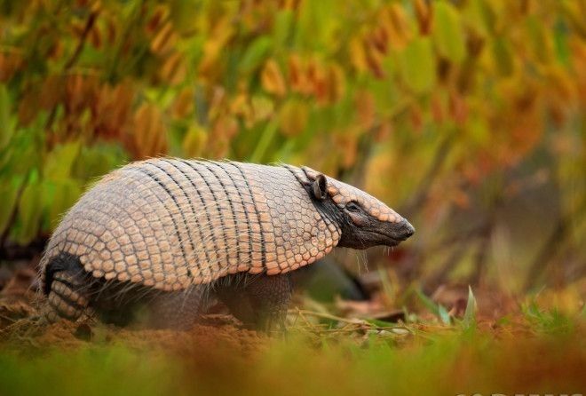 Довольно древний вид животных.
