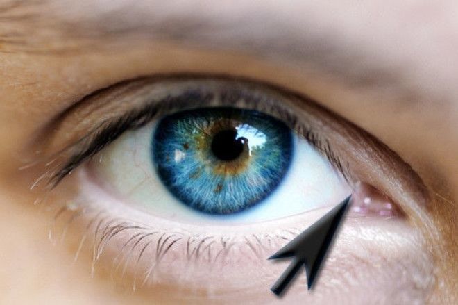 Органы, утратившие своё значение в процессе эволюции