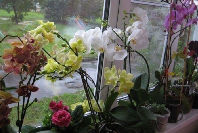 Эти тонкости нужно знать каждому цветоводу-любителю!