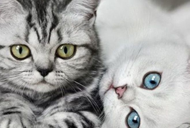 Не только собаки – друзья человека. 