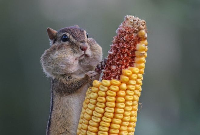 Веселые и забавные ;)