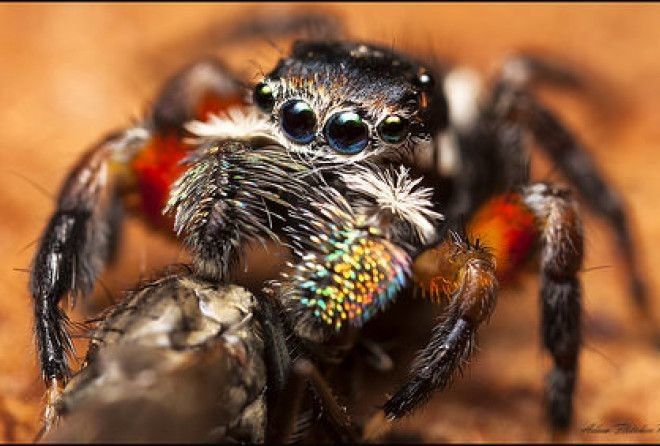 Такой симпатяга!