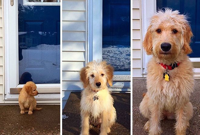 Как взрослеют собаки