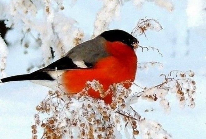 Зима пришла