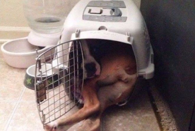 Забавные фото