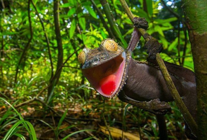 Потрясный зверек :)