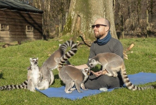 Смотрите, как забавные лемуры занимаются йогой вместе с людьми.