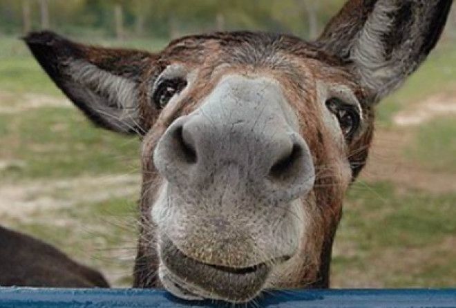 Милый, как осёл