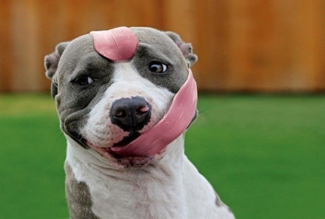 Когда программа «собака» дала сбой и зависла :)