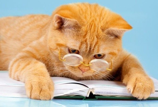 Не стоит недооценивать умственные способности братьев наших меньших!