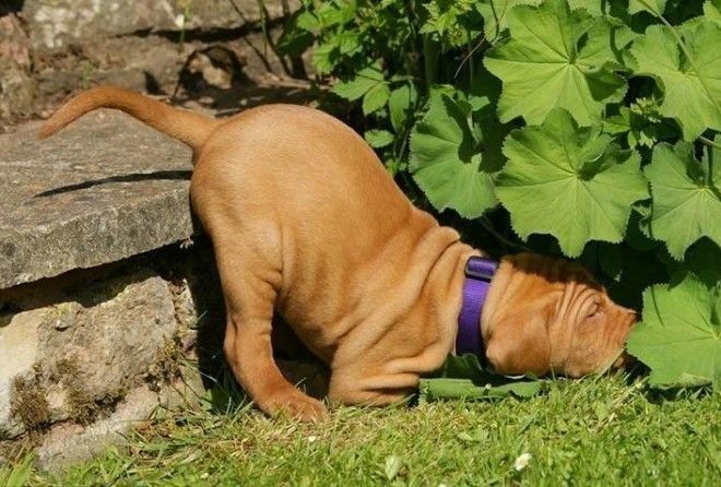 Самые бесшабашно спящие собаки ;-)