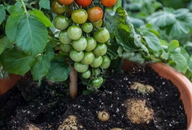 Это как шампунь или кофе 2 в 1 